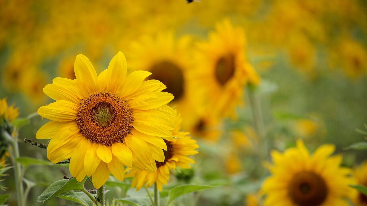 sunflower, beautiful flowers, yellow