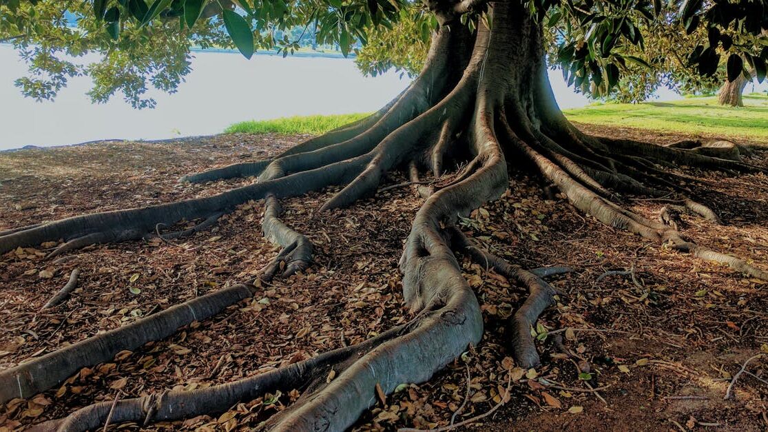 Explore the striking roots of a big fig tree in Albert Park, Australia. Nature's intricate beauty captured.