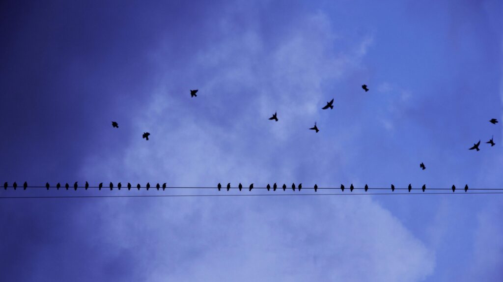 Silhouette of birds perched on an electric wire with a cloudy sky backdrop. Captured during the day.
